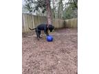 Schnitzel, American Pit Bull Terrier For Adoption In Corvallis, Oregon