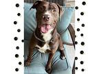 Jackson Aka Jax, American Pit Bull Terrier For Adoption In Richmond, Texas