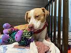 Jayce Ace Labrador Good Boy, Labrador Retriever For Adoption In Provo, Utah