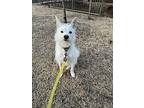 Jeff, Terrier (unknown Type, Medium) For Adoption In Mississauga, Ontario