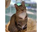 Dakota, Domestic Shorthair For Adoption In West Palm Beach, Florida