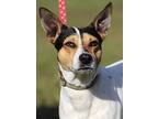 Jericho, Jack Russell Terrier For Adoption In Fort Myers, Florida