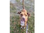 Adopt Paloma a Black Mouth Cur, Mixed Breed