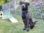 Willie, Labrador Retriever For Adoption In Greenvale, New York