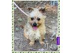 Toto~, Cairn Terrier For Adoption In Columbia, Tennessee