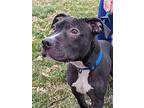 Toshi, American Pit Bull Terrier For Adoption In Germantown, Ohio