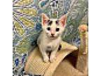 Grace, Domestic Shorthair For Adoption In Fort Pierce, Florida