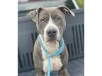 Lana, American Pit Bull Terrier For Adoption In New Bern, North Carolina