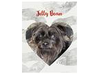 Jelly Bean, Affenpinscher For Adoption In Fairmount, Georgia