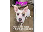 Angel, Bull Terrier For Adoption In Jacksonville, Florida