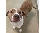 Rex, American Staffordshire Terrier For Adoption In Carrollton, Texas
