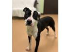 Kansas, American Pit Bull Terrier For Adoption In Xenia, Ohio