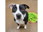 Nuggies, American Pit Bull Terrier For Adoption In Ann Arbor, Michigan