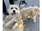 Benji, Terrier (unknown Type, Small) For Adoption In Modesto, California