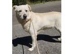 Moose, Labrador Retriever For Adoption In Maryville, Tennessee