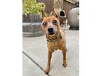 Johnny, Miniature Pinscher For Adoption In Modesto, California