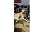 Weylon, Labrador Retriever For Adoption In Maryville, Tennessee