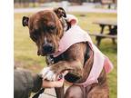 Princess Leia, American Staffordshire Terrier For Adoption In Clinton Township