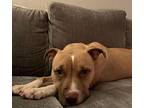 Noel, American Staffordshire Terrier For Adoption In Clinton Township, Michigan