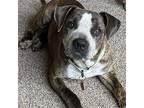 Granger, American Staffordshire Terrier For Adoption In Seguin, Texas