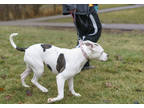 Lula, American Pit Bull Terrier For Adoption In Ann Arbor, Michigan