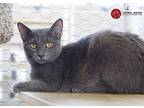 Jade, Domestic Shorthair For Adoption In St. Louis, Missouri