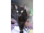 Polly, Domestic Shorthair For Adoption In Hastings, Minnesota