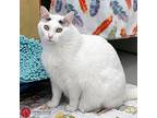 Sam, Domestic Shorthair For Adoption In St. Louis, Missouri