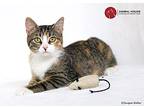 Sassafras, Domestic Shorthair For Adoption In St. Louis, Missouri