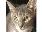 Rose, Domestic Shorthair For Adoption In San Antonio, Texas