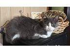 Andes Mints, Domestic Shorthair For Adoption In San Antonio, Texas