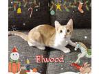 Elwood, Domestic Shorthair For Adoption In Chandler, Arizona