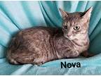 Nova, Domestic Shorthair For Adoption In San Antonio, Texas