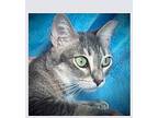 Gypsy, Domestic Shorthair For Adoption In San Antonio, Texas