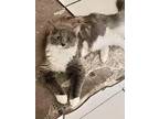 Coco, Maine Coon For Adoption In San Antonio, Texas