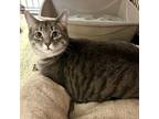 Adopt Mama Cleo a Domestic Short Hair