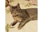 Dante, Domestic Shorthair For Adoption In San Antonio, Texas