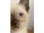 George, Siamese For Adoption In San Antonio, Texas