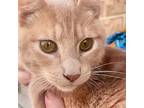 Antonio, Domestic Shorthair For Adoption In San Antonio, Texas