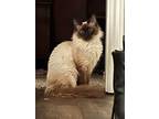 Dollar, Ragdoll For Adoption In San Antonio, Texas