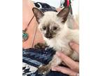 Nirvana, Siamese For Adoption In San Antonio, Texas