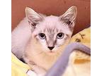 Ursula, Siamese For Adoption In San Antonio, Texas