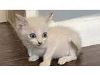 Quartz, Siamese For Adoption In San Antonio, Texas