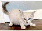 Opal, Siamese For Adoption In San Antonio, Texas