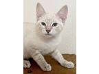 Storm, Siamese For Adoption In San Antonio, Texas