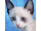 Rocket, Siamese For Adoption In San Antonio, Texas