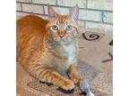 Charlie, Domestic Shorthair For Adoption In Calgary, Alberta