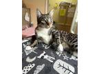 Padme, Domestic Shorthair For Adoption In Hastings, Minnesota