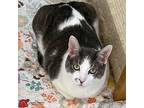 Emrick, Domestic Shorthair For Adoption In St. Louis, Missouri