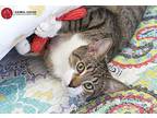 Stone, Domestic Shorthair For Adoption In St. Louis, Missouri
